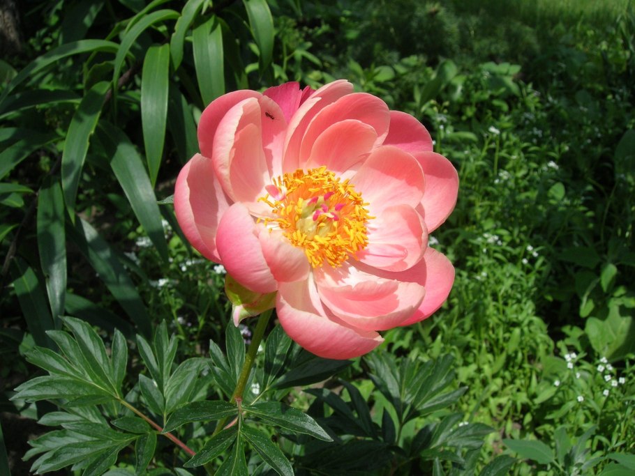 Пион молочноцветковый Корал Чарм