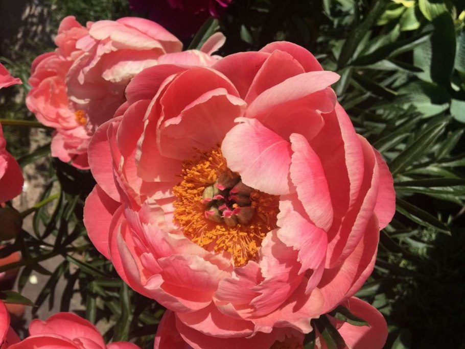 Пион коралловый Шарм