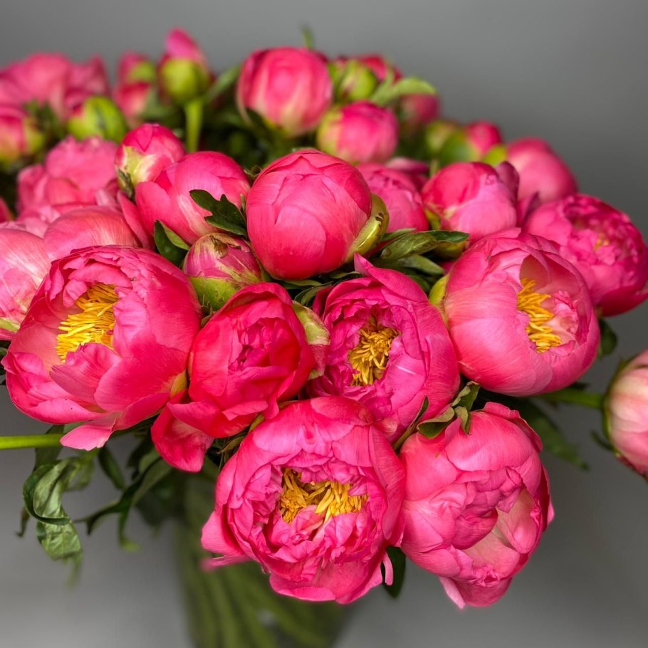 Пион молочноцветковый Корал Чарм