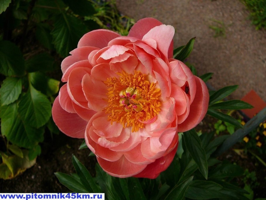 Пион молочноцветковый Корал Шарм