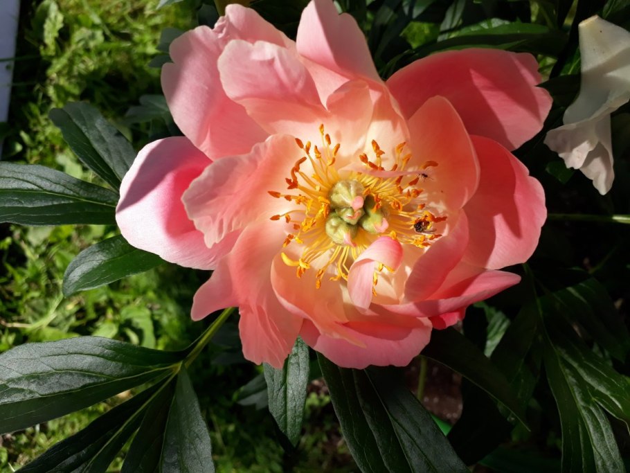 Пион молочноцветковый Корал Шарм