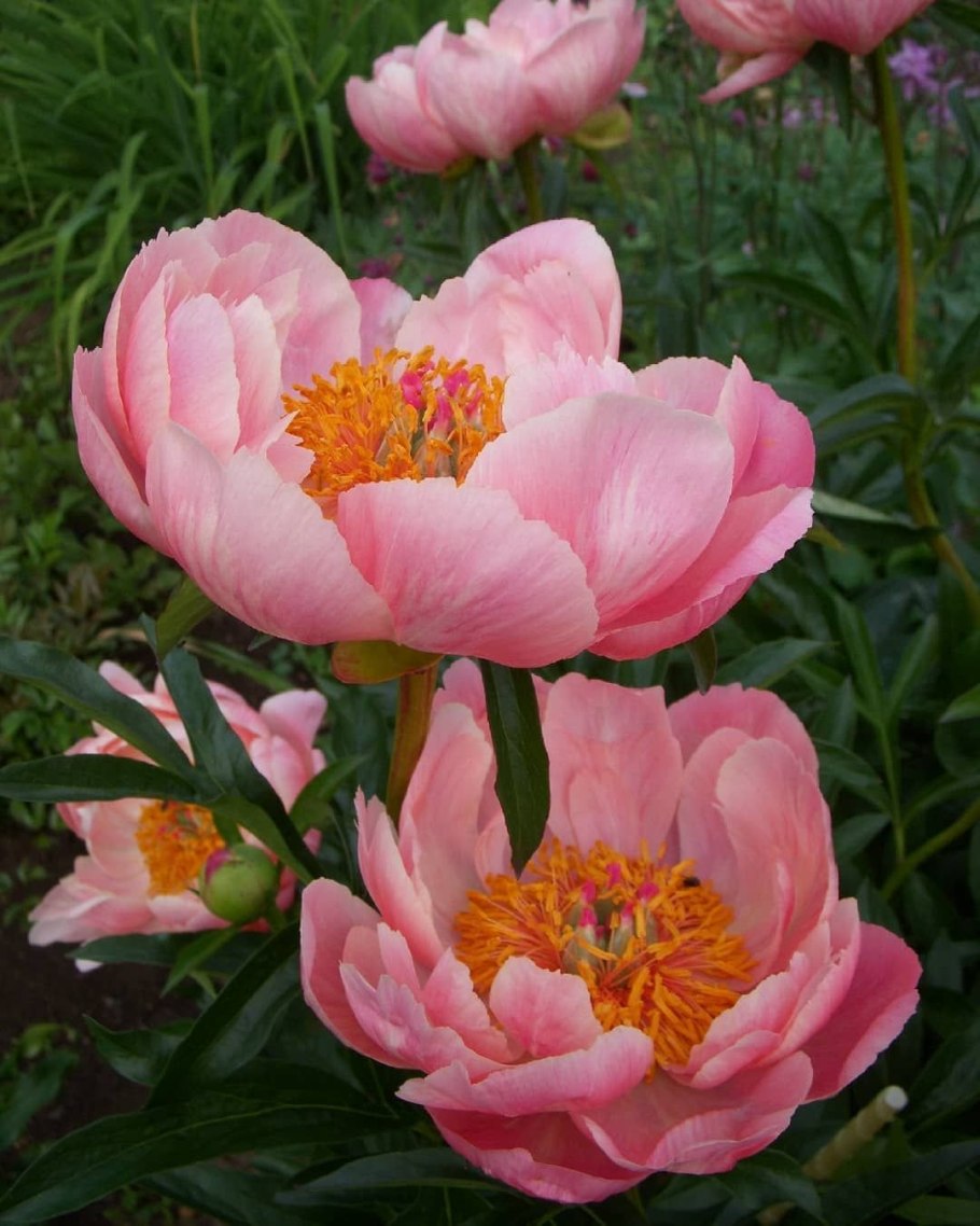 Пион Кроу Шарм