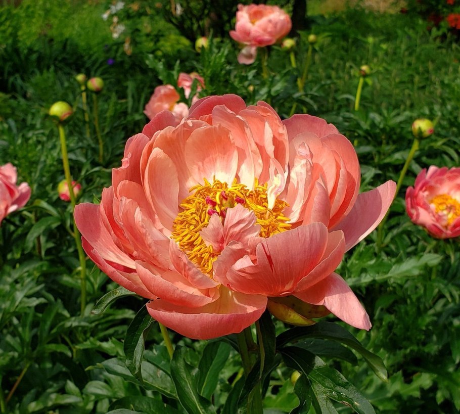 Пион травянистый Корал Шарм