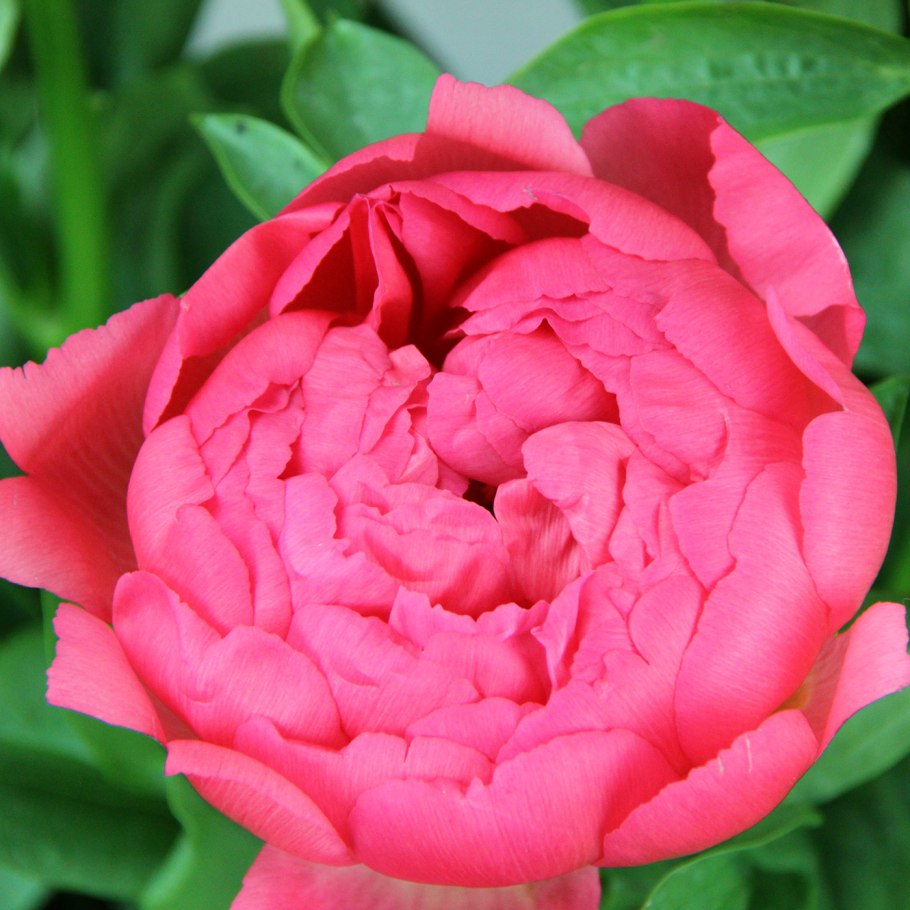 Пион травянистый Корал Чарм