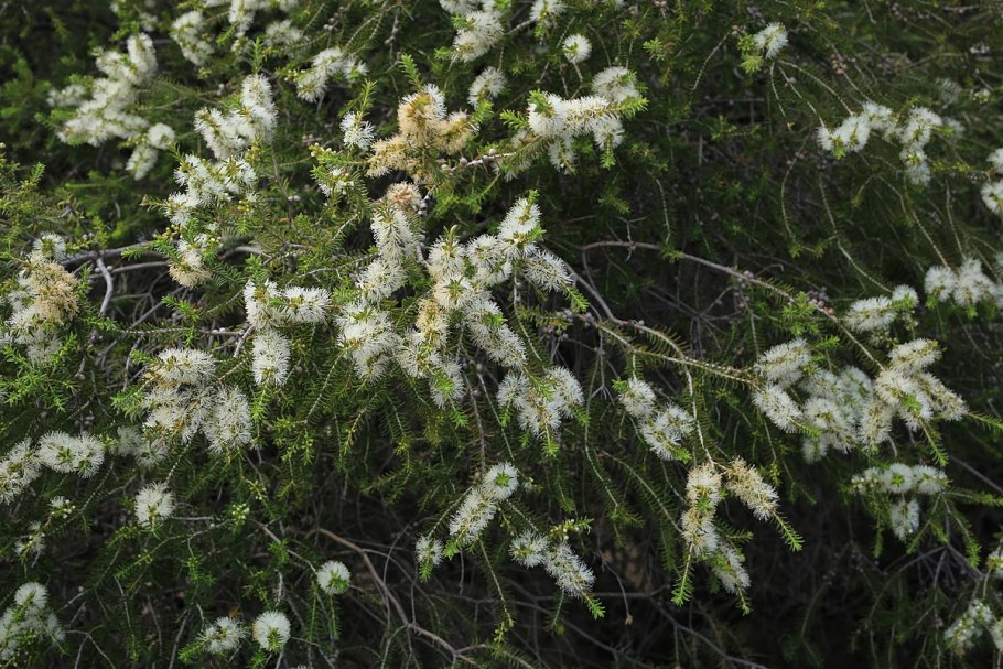 Мелалеука вересколистная