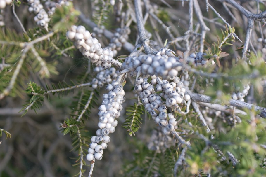 Мелалеука ланцетная (Мунах) в Австралии