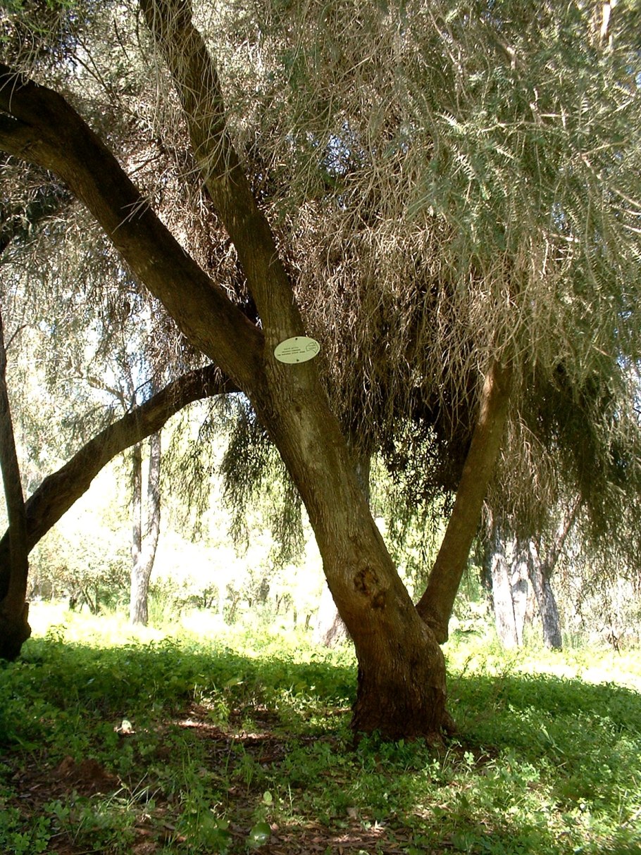 Чайное дерево мелалеука