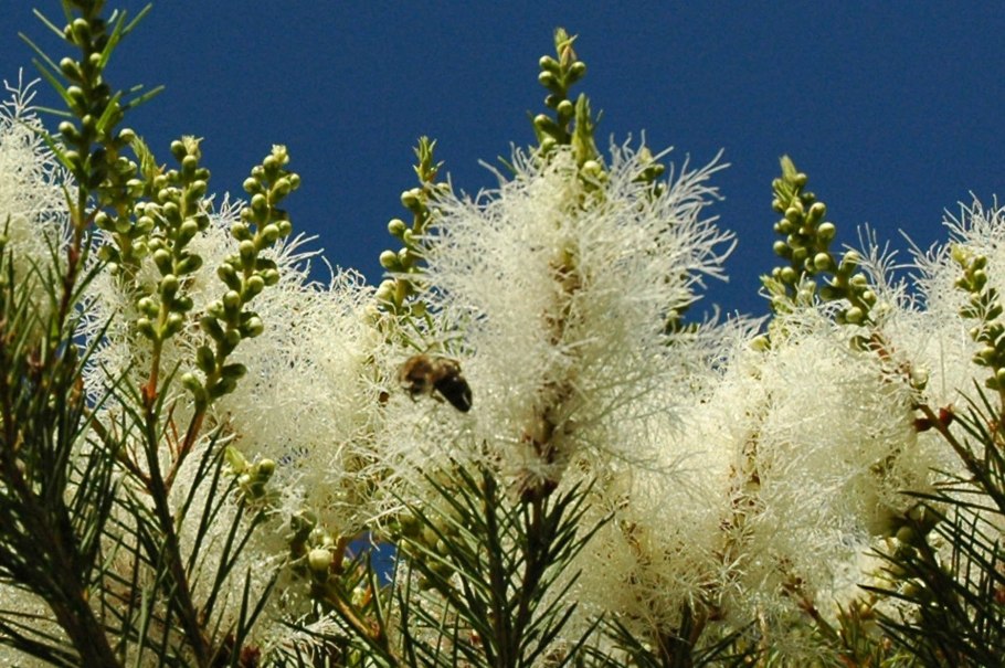 Чайное дерево Melaleuca alternifolia