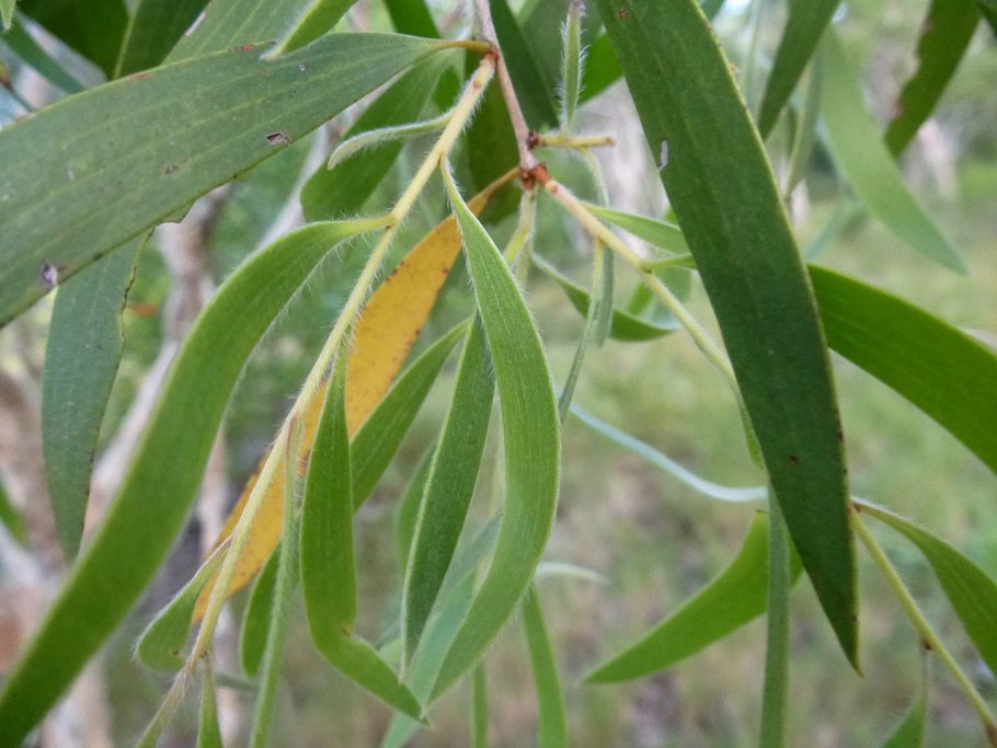 Melaleuca quinquenervia