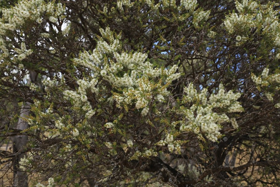 Мелалеука перекрестнопарная