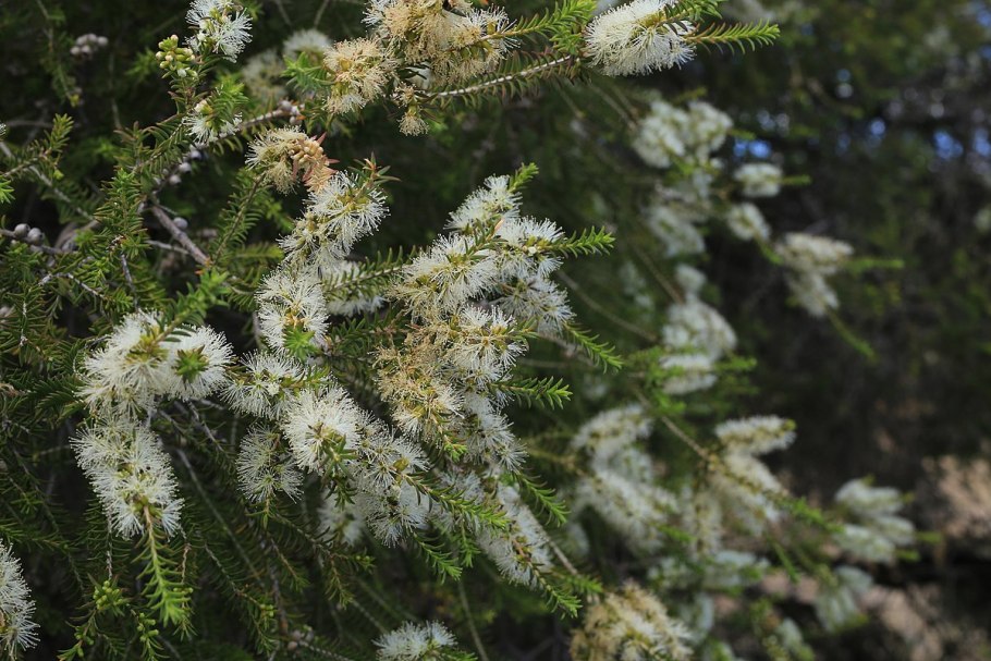 Чайное дерево Melaleuca alternifolia