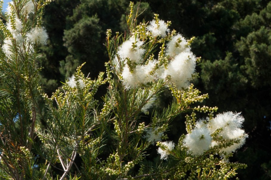 Мелалеука вересколистная