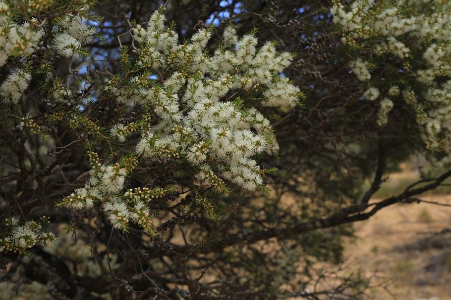 Melaleuca lanceolata