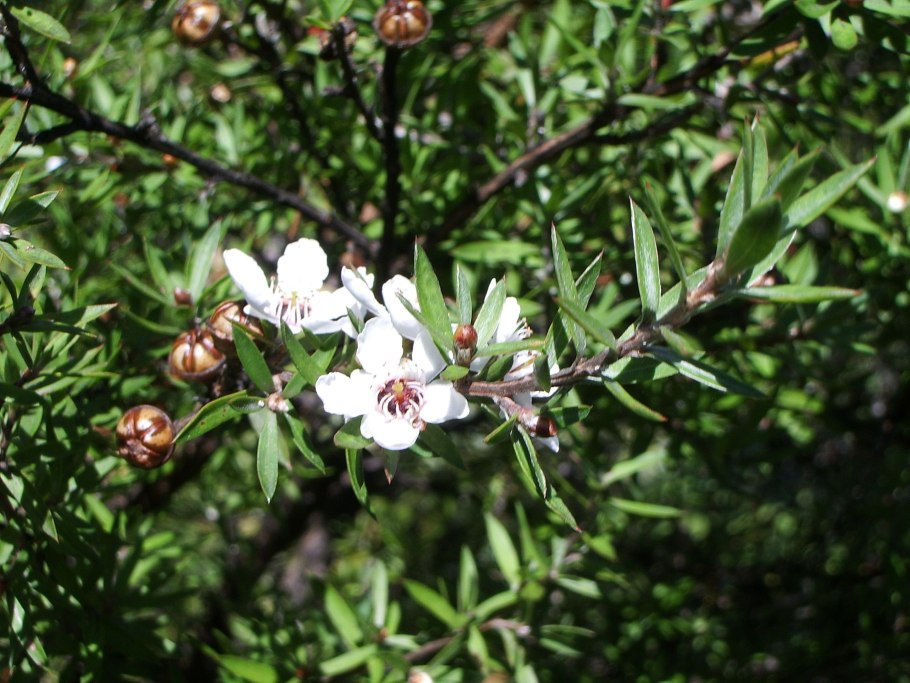 Melaleuca lanceolata Black Paperbark Moonah