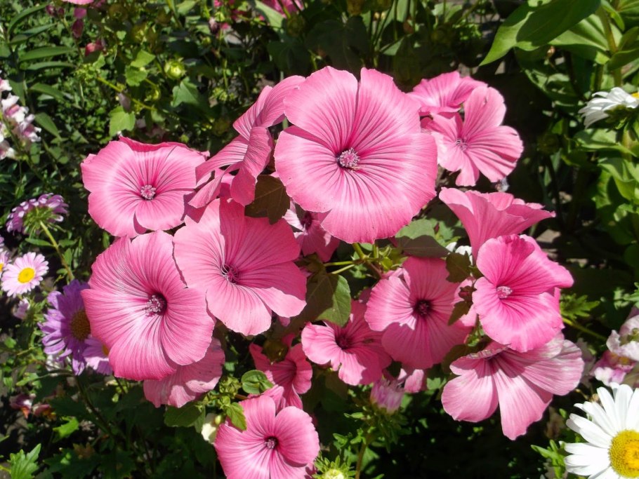 Лаватера (Lavatera)