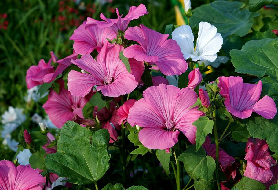 Лаватера собачья роза