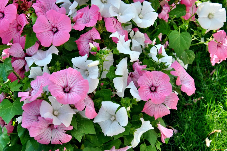 Мальва лаватера