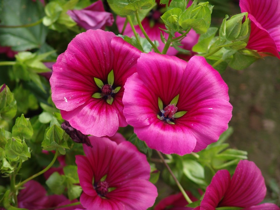 Мальва лаватера