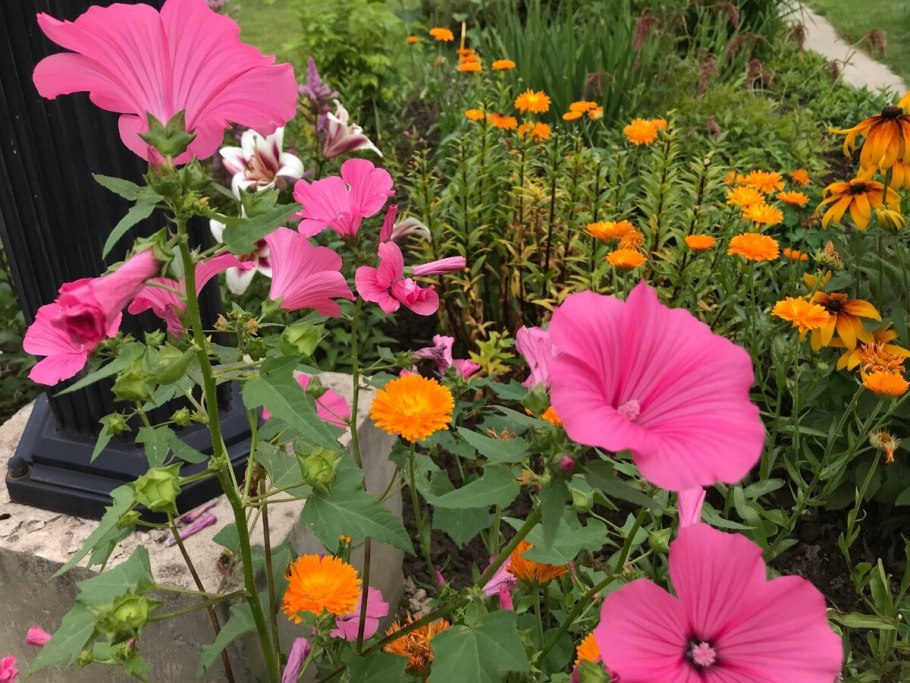 Лаватера Лавлайнс