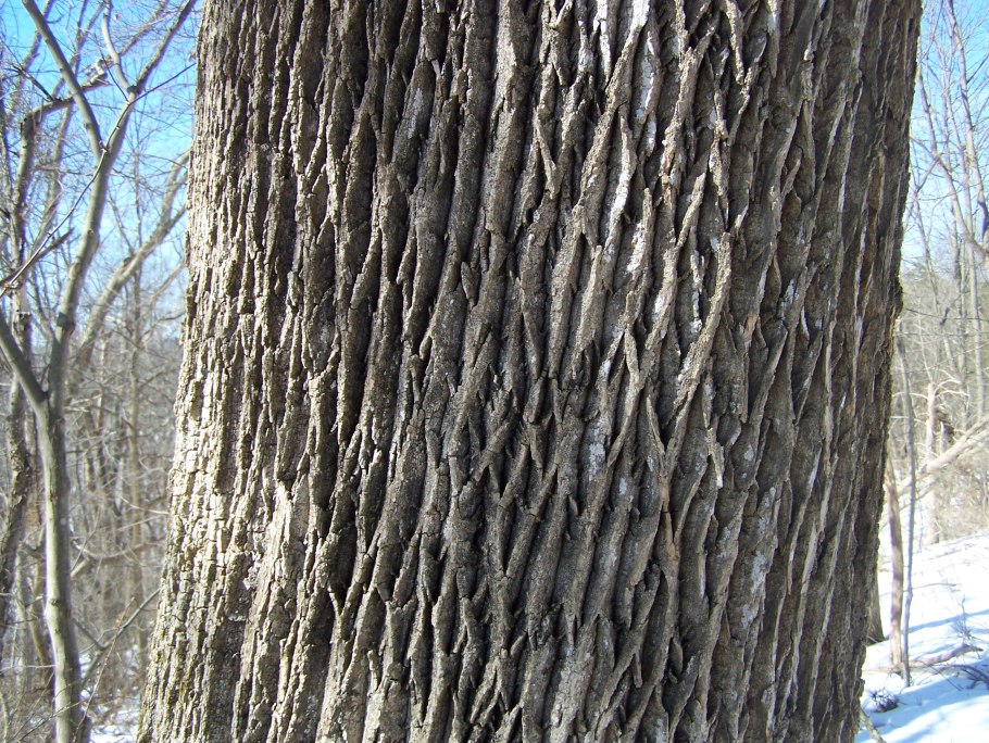 Граб (Carpinus betulus)