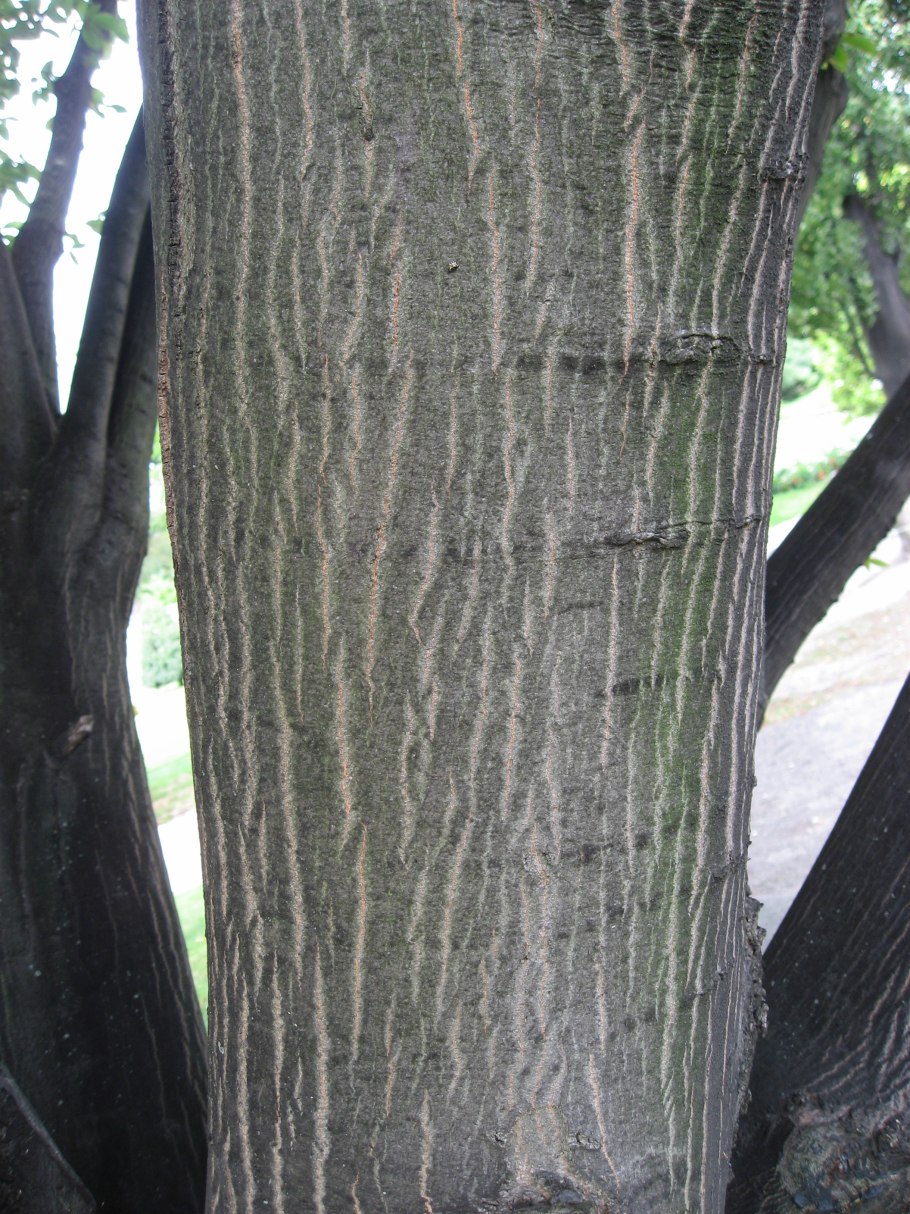 Граб обыкновенный дерево