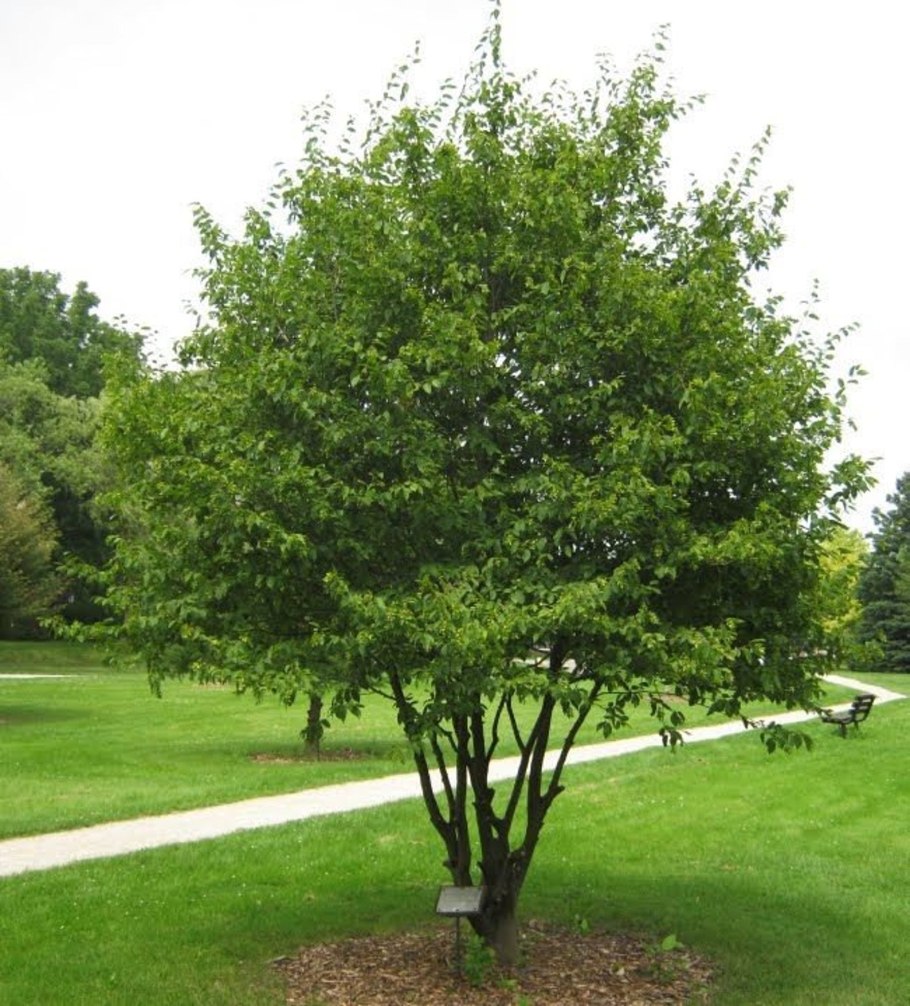 Carpinus betulus 'Fastigiata'
