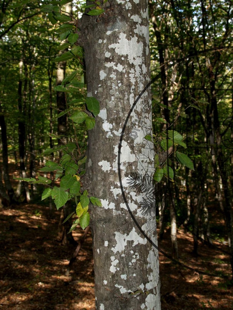 Граб дерево