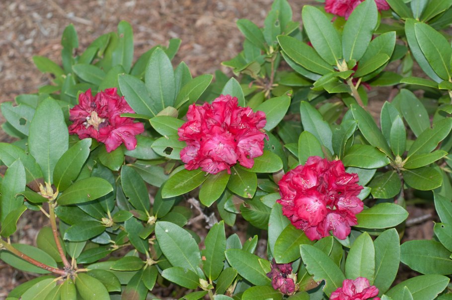 Лира дендрон