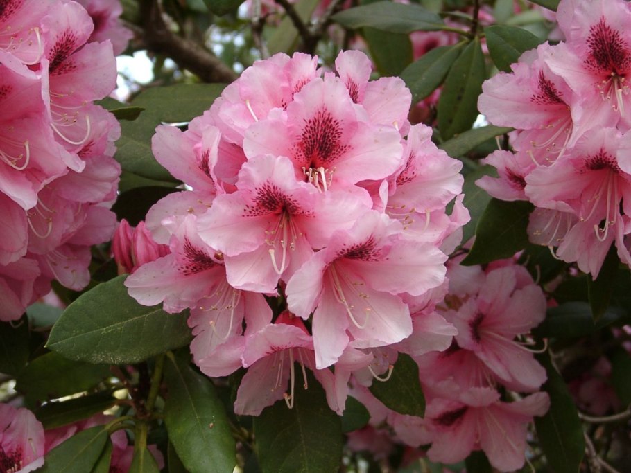 Рододендрум друмонро