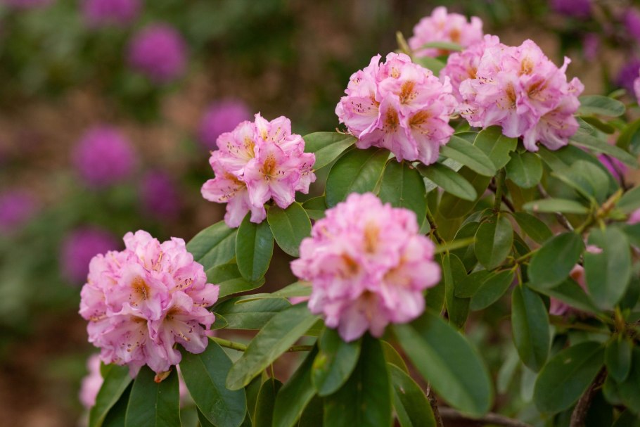 Рододендрон Busuki