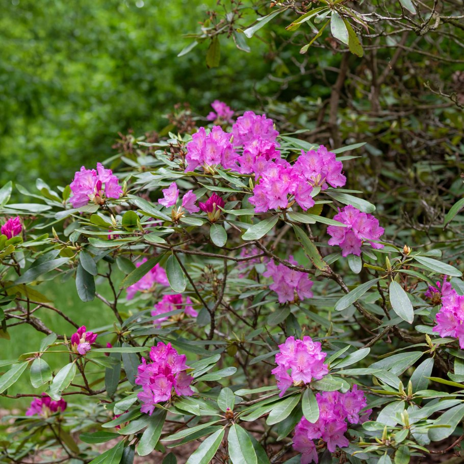 Рододендрон гибридный Бразилия