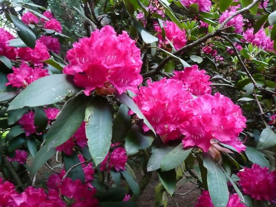 Rhododendron ponticum 'imbricatum'