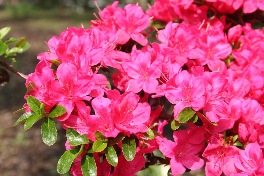 Рододендрон Костера