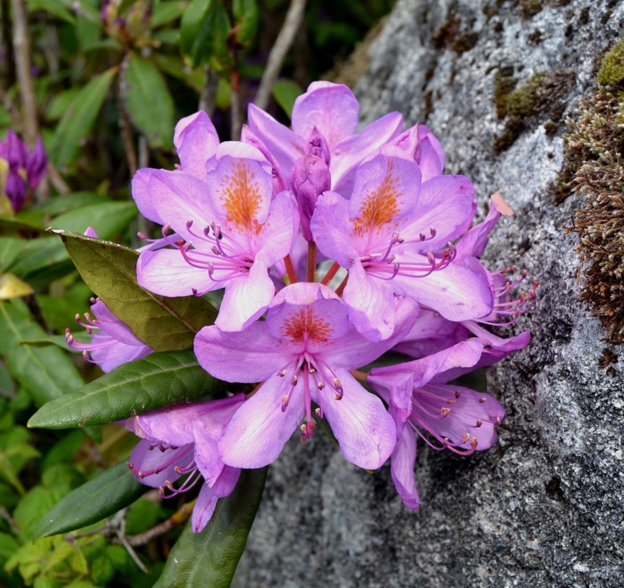 Рододендрон Гумбольдт