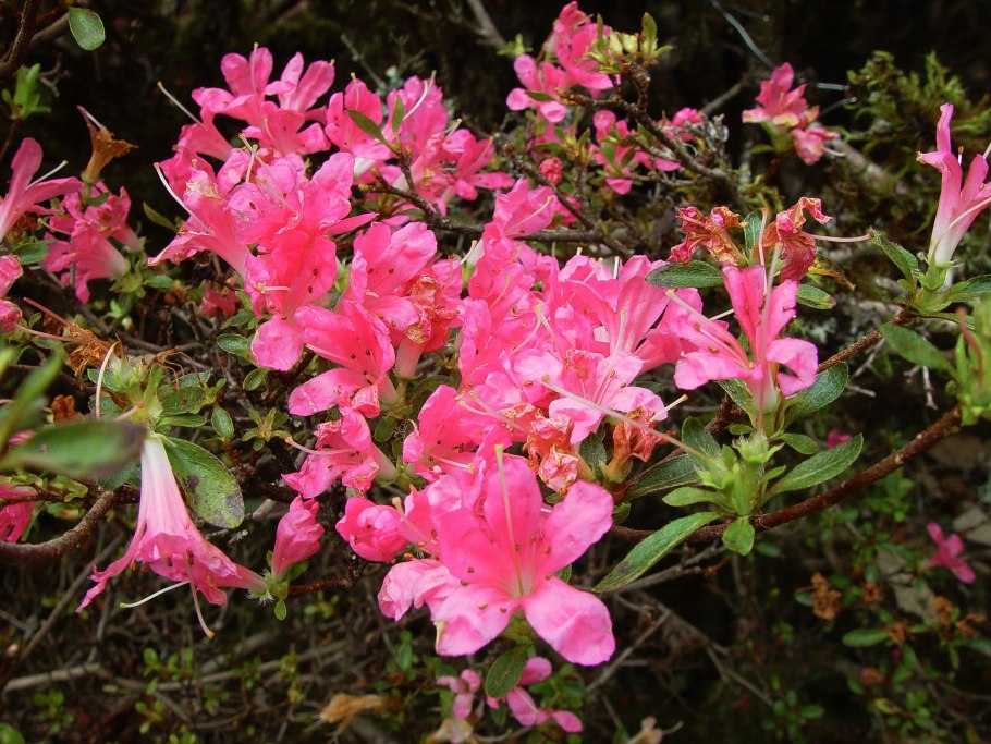 Рододендрон Гаага
