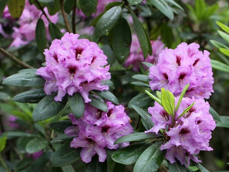 Рододендрон персиковый