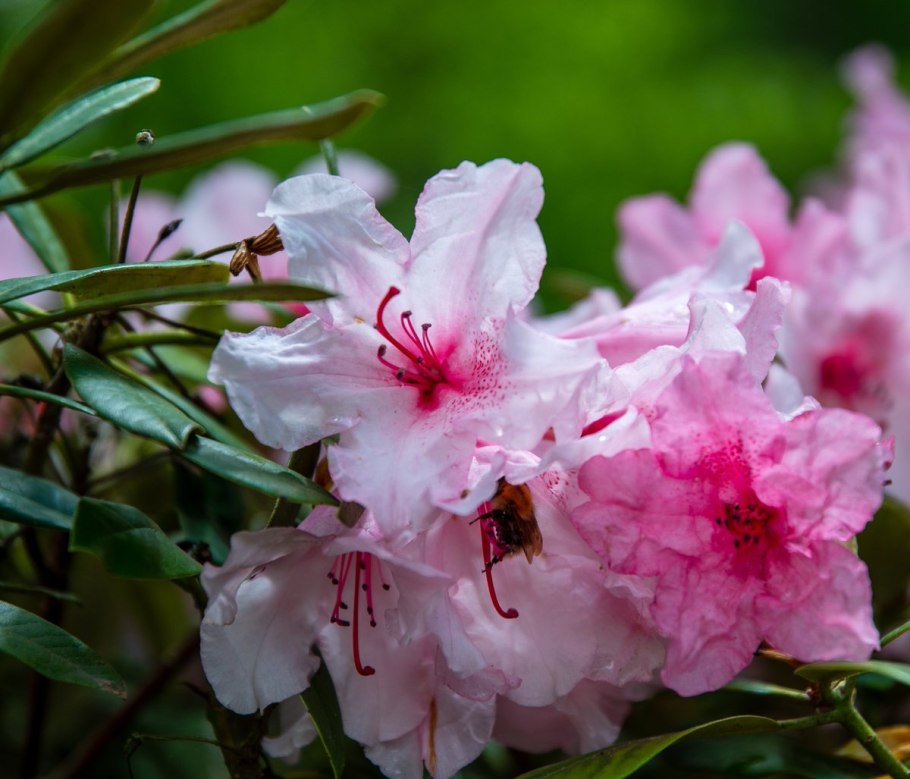 Рододендрон східнокарпатський