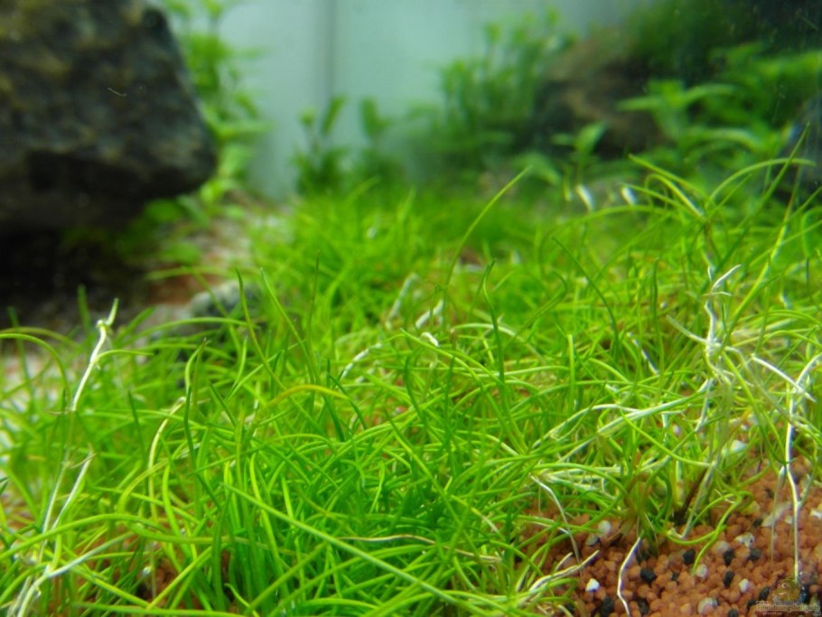 Элеохарис Ацикулярис (Eleocharis acicularis)