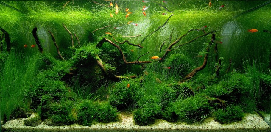 Eleocharis parvula мини/ элеохарис парвула "Mini"