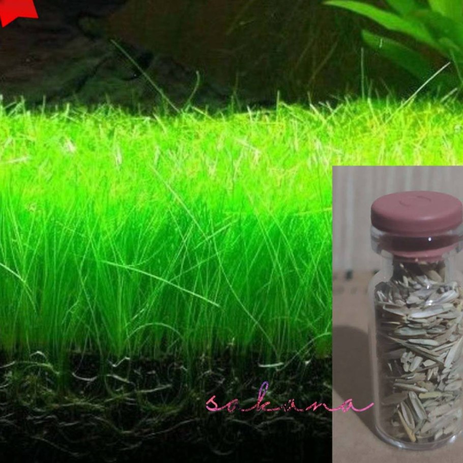 Элеохарис парвула