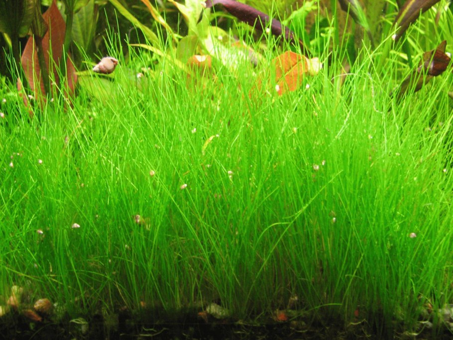 Eleocharis acicularis