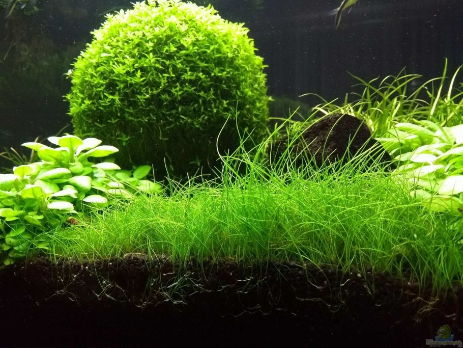 +"Eleocharis pusilla"