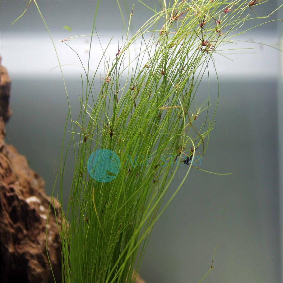 Элеохарис Eleocharis vivipara