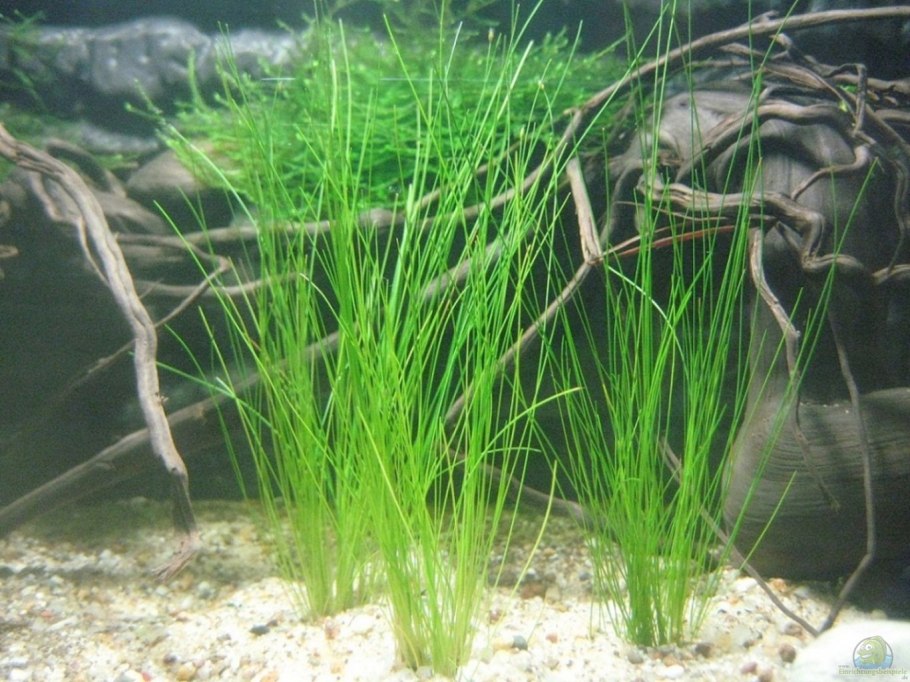 Eleocharis acicularis