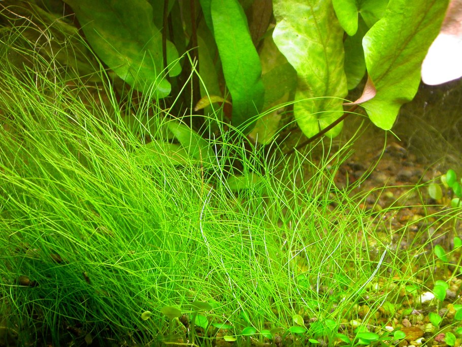 Элеохарис вивипара