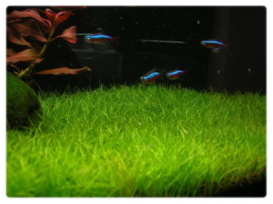 Элеохарис вивипара