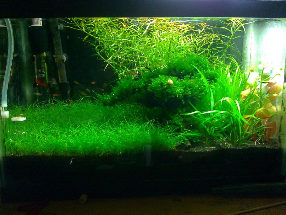 Eleocharis acicularis