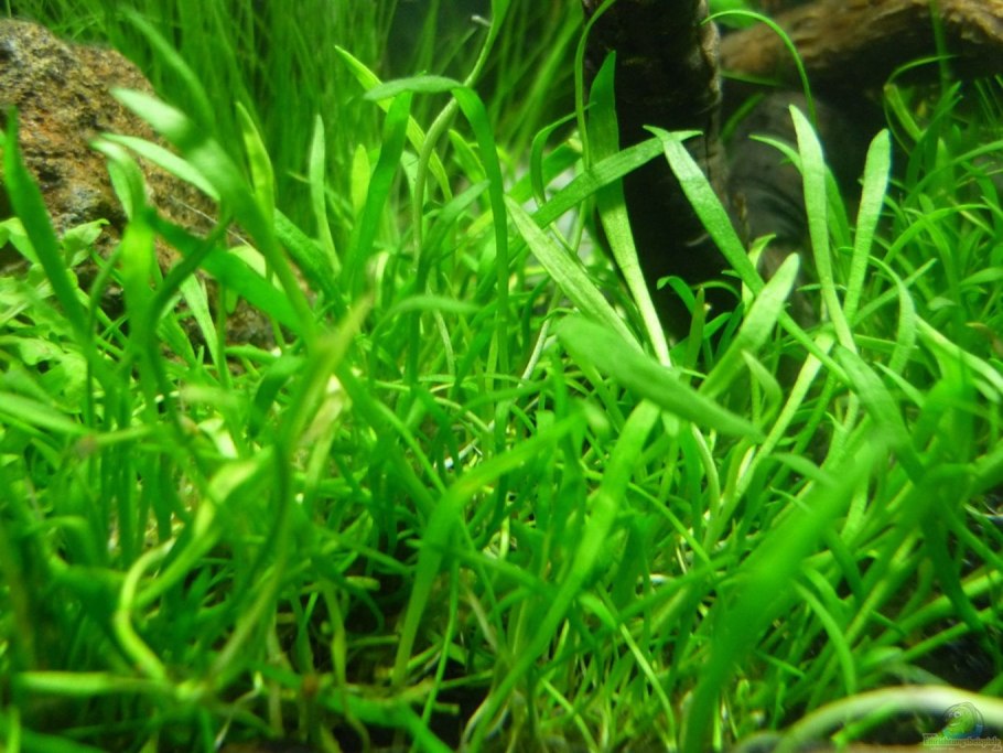 Eleocharis acicularis