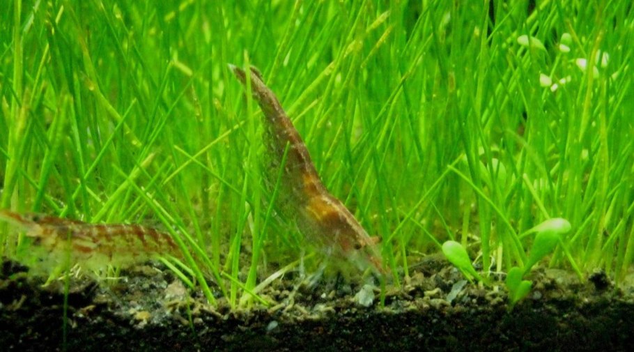 Элеохарис Ксингу