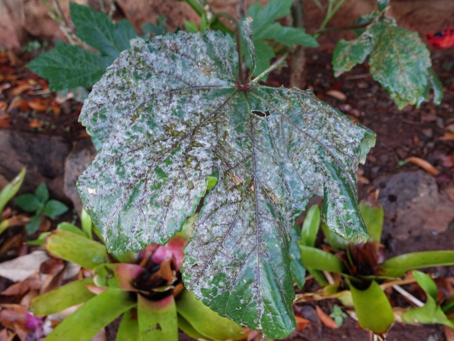 Белый налёт на листьях смородины